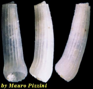 ミジンギリギリツツ類20 Caecum clava small