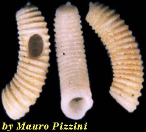 ミジンギリギリツツ類21 Caecum quadratum small