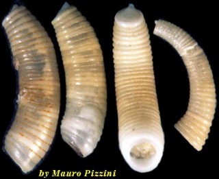 ミジンギリギリツツ類22 Caecum eburneum small