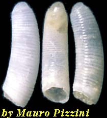 ミジンギリギリツツ類23 Caecum limnetes small