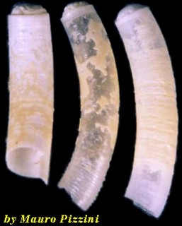 ミジンギリギリツツ類25 Caecum carpenteri small