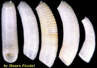 ミジンギリギリツツ類26 Caecum californicum small