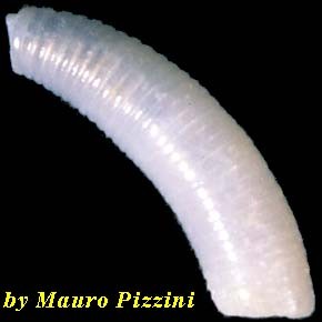 ミジンギリギリツツ類27 Caecum elongatum small