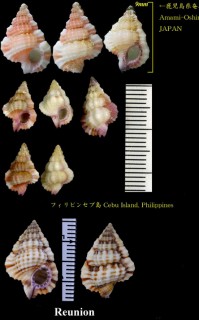 イササボラ 細小法螺 Gyrineum pusillum small