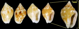 ヒメマルフトコロ Pyrene borearis small