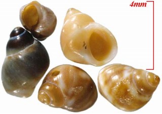 チャイロタマキビ Lacuna turrita small