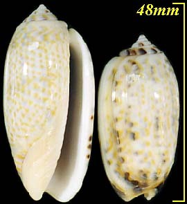 サンシキマクラ 三色枕 Oliva tricolor small