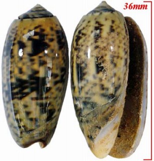 クロフマクラ Oliva funebralis small