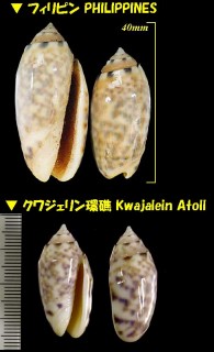 サツマビナ 薩摩蜷 Oliva annulata small