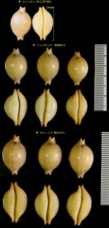 チドリダカラ 千鳥宝 Pustularia cicercula small