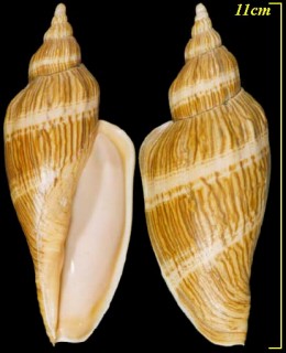 ニシキヒタチオビ 錦常陸帯 Fulgoraria concinna small