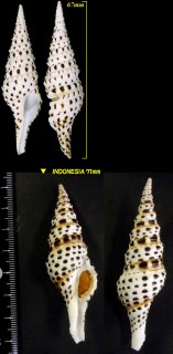 ハデクダマキ 華美管巻 Turris babylonia small