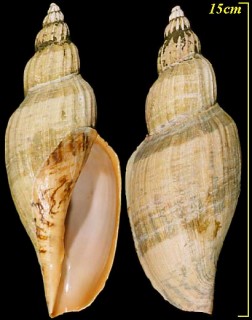 ホンヒタチオビ 本常陸帯 Fulgoraria prevostiana small