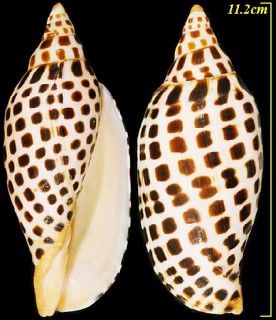 リュウグウボラ Scaphella junonia small