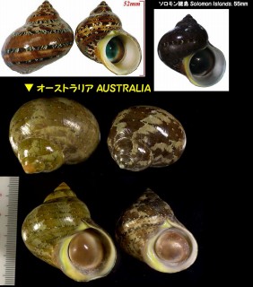 リュウテンサザエ 龍天栄螺 Turbo petholatus small