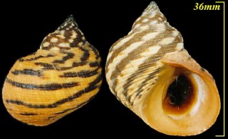 シマタマキビ Littorina zebra small