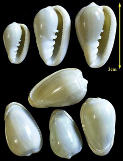 セイジトリノコ Marginella ventricosa small