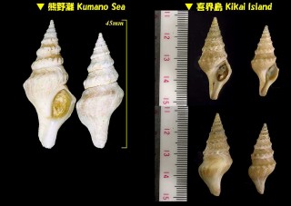 チョウセンイグチ Makiyamaia coreanica small