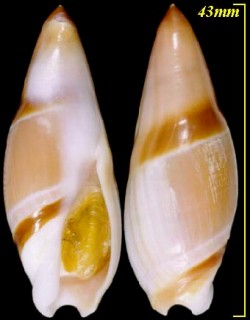 ウラシマボタル 浦島蛍 Amalda hinomotoensis urasima small