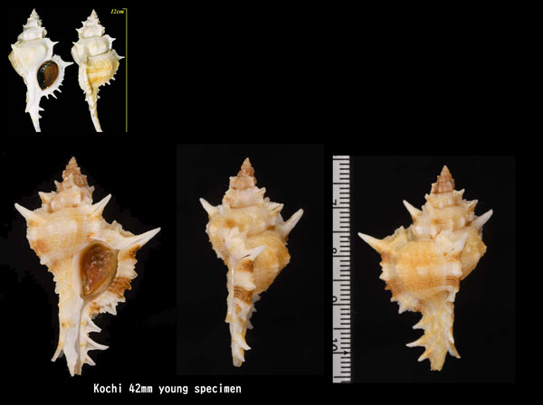 ハッキガイ 八鬼貝 Siratus pliciferoides small