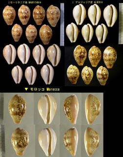 メノウダカラ Schilderia achatidea small