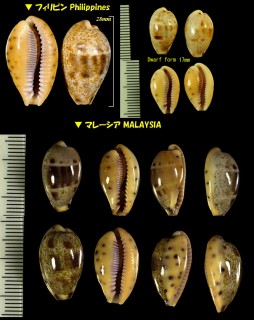 ルリグチダカラ Contradusta walkeri small