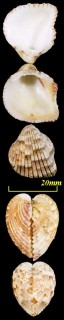 ハートハナザル Trigoniocardia guanacastensis small
