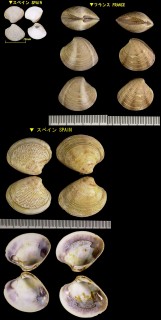 ヨーロッパスジハマグリ Chamelea striatula small