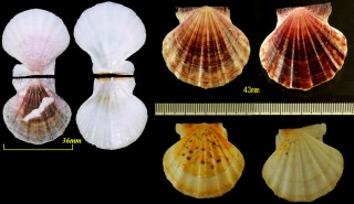 ヨーロッパキンチャク Chlamys glaber small