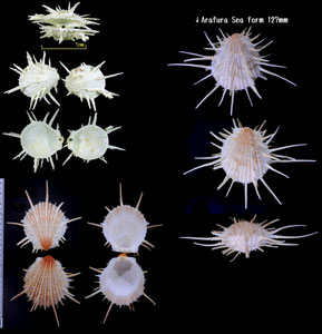 ミサカエショウジョウカズラ Spondylus imperialis small