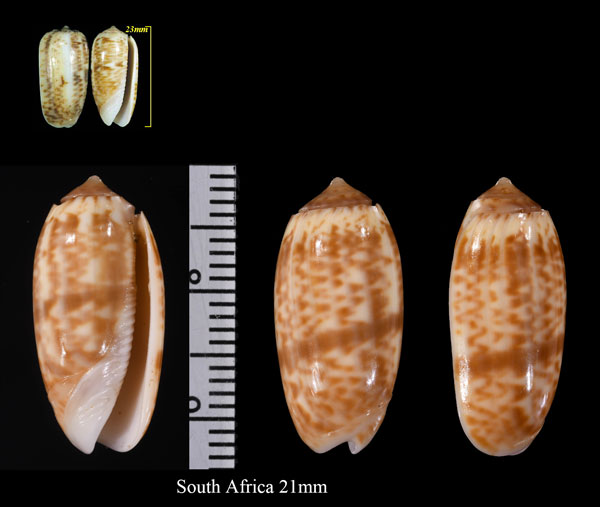 アヤマクラ Oliva sidelia small