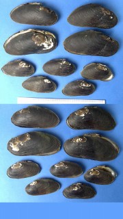 カワシンジュガイ 川真珠貝 Margaritifera margaritifera small