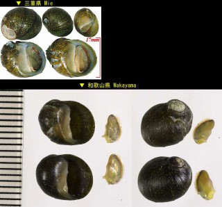 イシマキガイ Clithon retropictus small