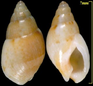 ハイネマンヨフバイ Nassarius heynemanni small
