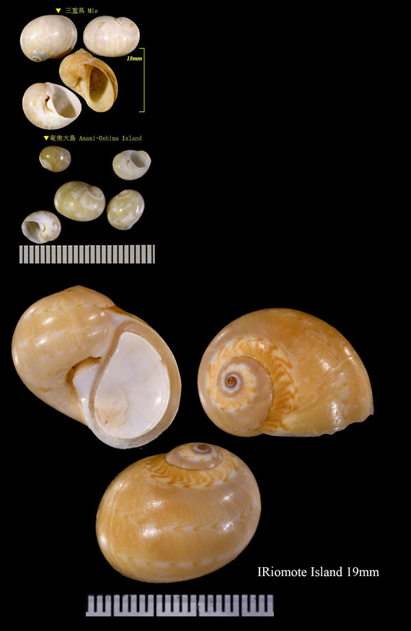 ハギノツユ 萩ノ露 Natica sagittata small