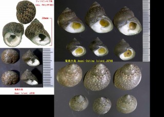 ハナダタミ Monodonta canalifera small