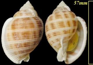 リュウグウウネウラシマ 龍宮畝浦島 Semicassis bisulcata japonica small