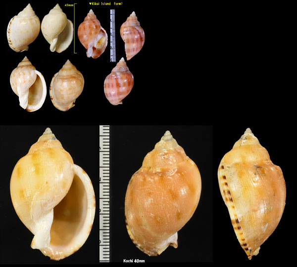 ヒメタイコガイ 姫太鼓 Semicassis inornata small