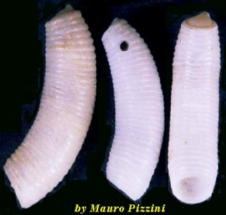 ミジンギリギリツツ類30 Caecum subimpressum small