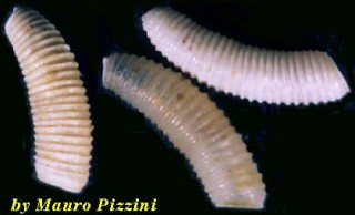 ミジンギリギリツツ類32 Caecum cfr pulchellum small