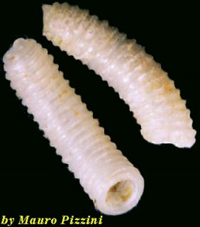 ミジンギリギリツツ類33 Caecum cfr brasilicum small
