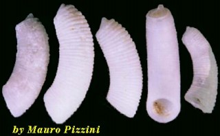 ミジンギリギリツツ類34 Caecum firmatum small