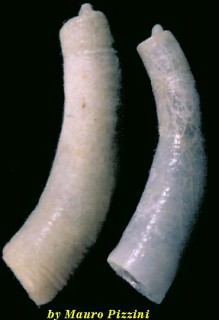 ミジンギリギリツツ類35 Caecum cfr carolinianum small