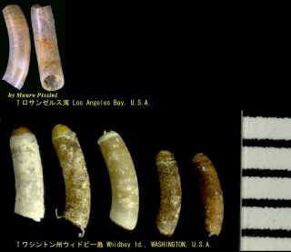 モヨウミジンツツの仲間 Caecum occidentale small