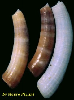 ミジンギリギリツツ類38 Caecum liratocinctum small