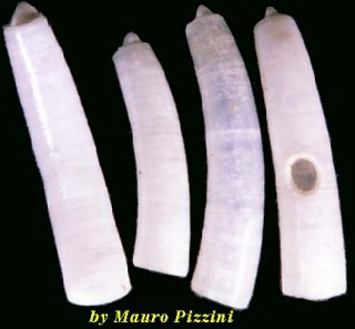 ミジンギリギリツツ類40 Caecum reversum small
