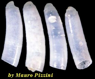 ミジンギリギリツツ類42 Caecum teres small