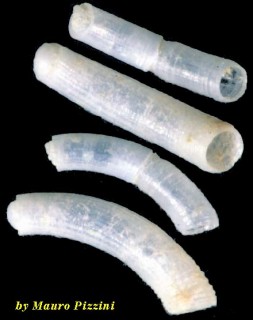 ミジンギリギリツツ類43 Caecum cfr mirificum small
