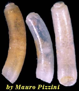 ミジンギリギリツツ類44 Caecum farcimen small