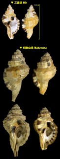 クロフフジツガイ Cymatium grandimaculatum small
